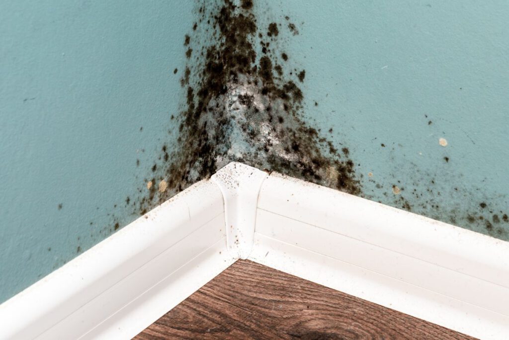 Painting will not solve mold or mildew problems - Quality Preferred Paint Quincy, MA